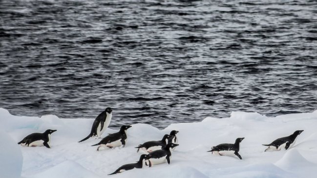 Hallan microplásticos en la dieta de los pingüinos de la Antártica