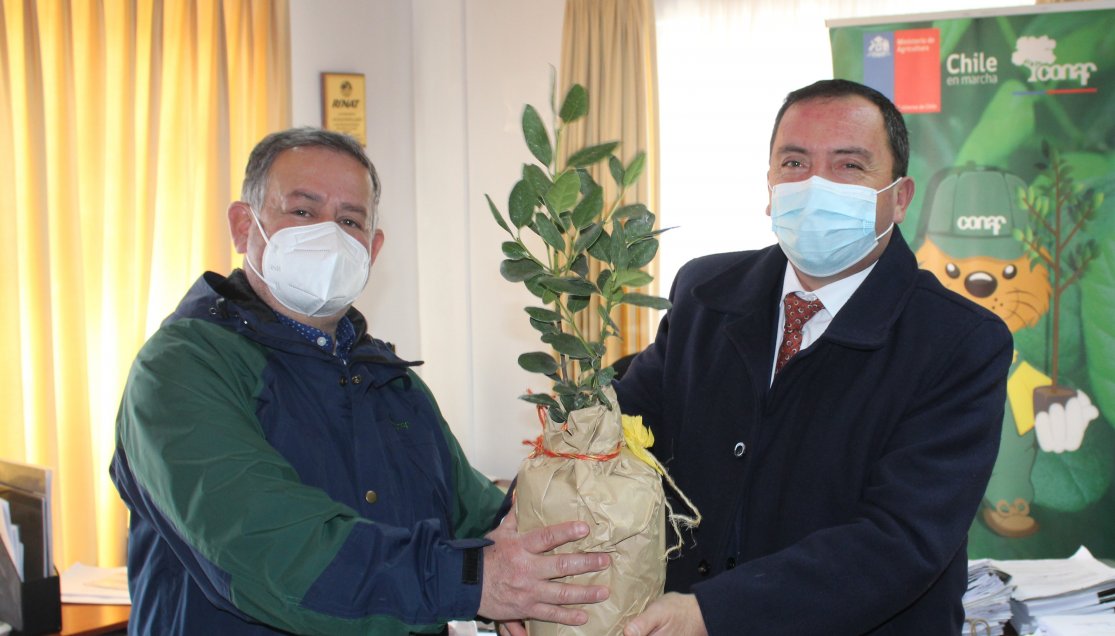 Parque La Lobería: Plantarán 1.800 especies arbóreas en la costanera de Cobquecura