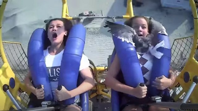 [Video] El momento en que una gaviota voló directo al rostro de una niña en parque de diversiones - Vimarsana News