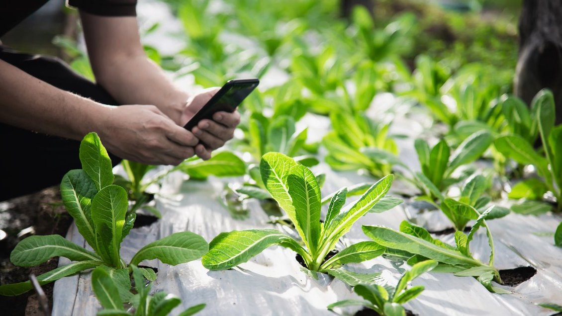 Concurso repartirá cuatro mil millones a proyectos que propongan soluciones de innovación agrícola