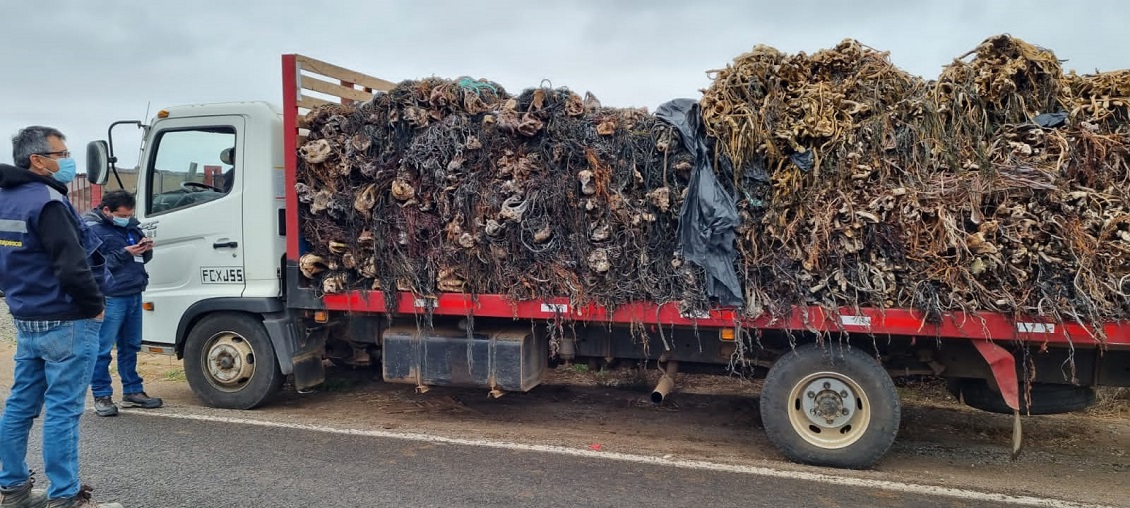 Sernapesca decomisó 6,5 toneladas de huiro en Ovalle