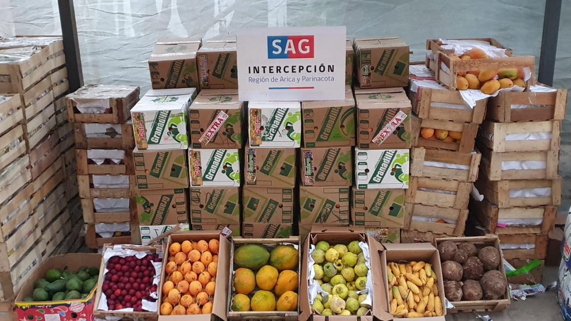 SAG detectó mosca de la fruta en productos clandestinos llegados a Arica