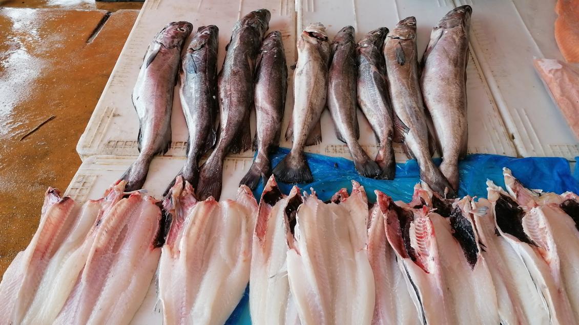 Este 1 de agosto comienza la veda de la Merluza Austral