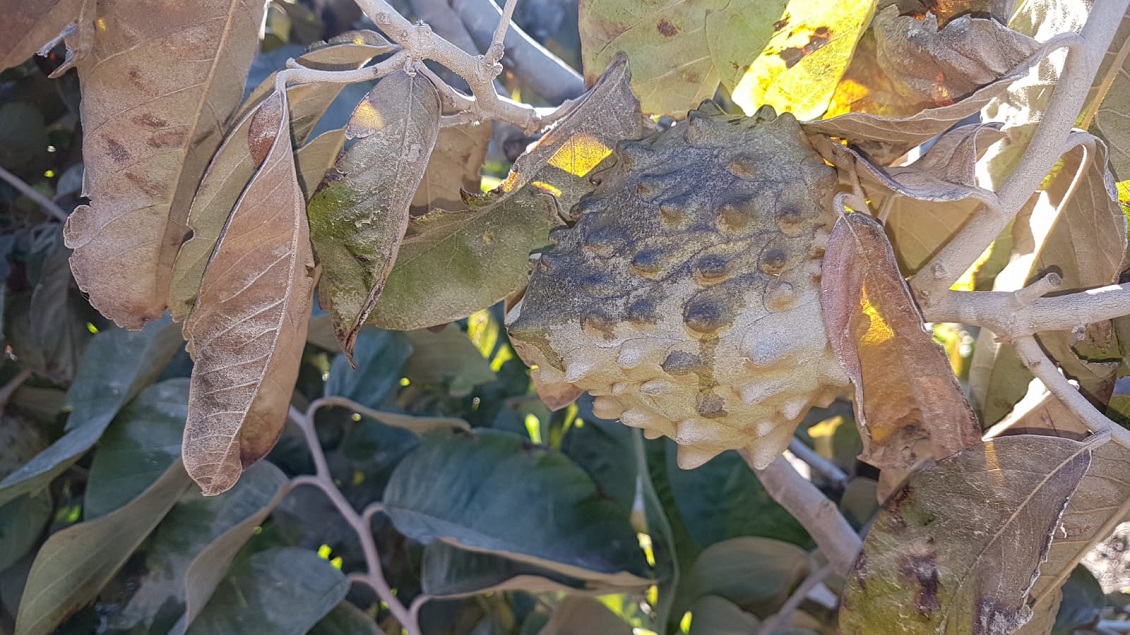 Heladas afectan producción de chirimoyas y uvas en la Región de Coquimbo