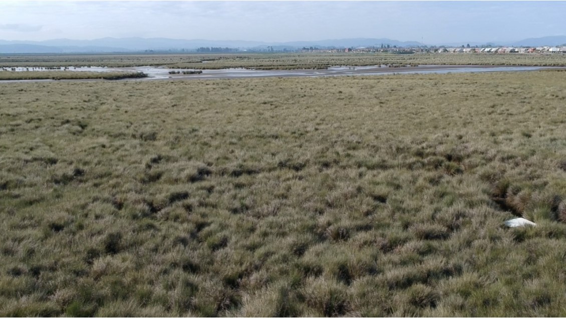 Talcahuano pide declaratoria de humedal urbano para el Rocuant-Andalién
