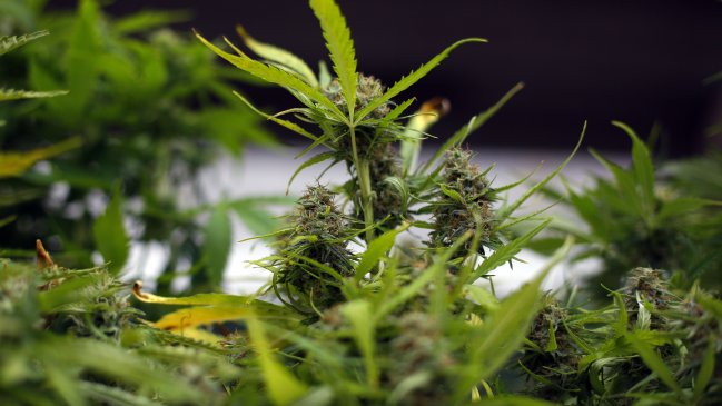 San Antonio: Condenan a hombre que cultivaba marihuana con fines medicinales para su esposa