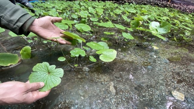 Cultivos de wasabi en Chile son los primeros de Latinoamérica