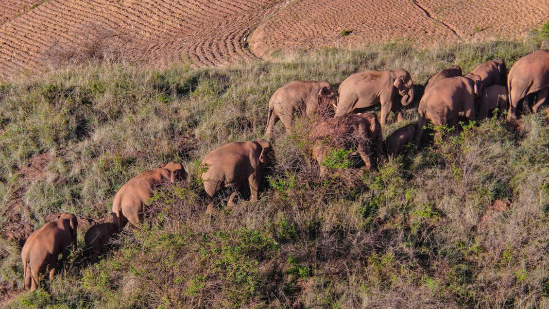 Manada de elefantes errantes de China se acerca a su hábitat tradicional en Yunnan