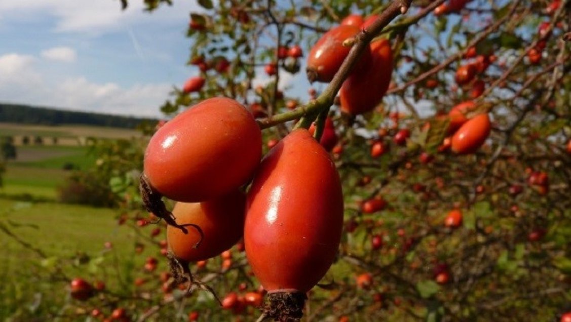 Ñuble: Anuncian fórmulas de apoyo a 17 mil recolectores de productos forestales no madereros