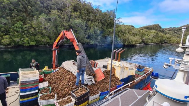 Aysén: Sorprenden a embarcaciones extrayendo almejas en zona con marea roja