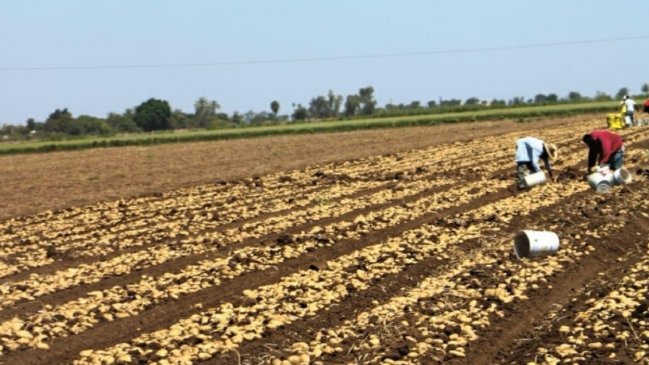 Agricultores advierten alza de precios de alimentos si no llueve lo que proyecta el sistema frontal