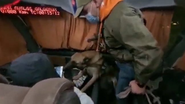 Calama: Perros policiales detectaron 13 kilos de droga en dos buses rumbo a Santiago