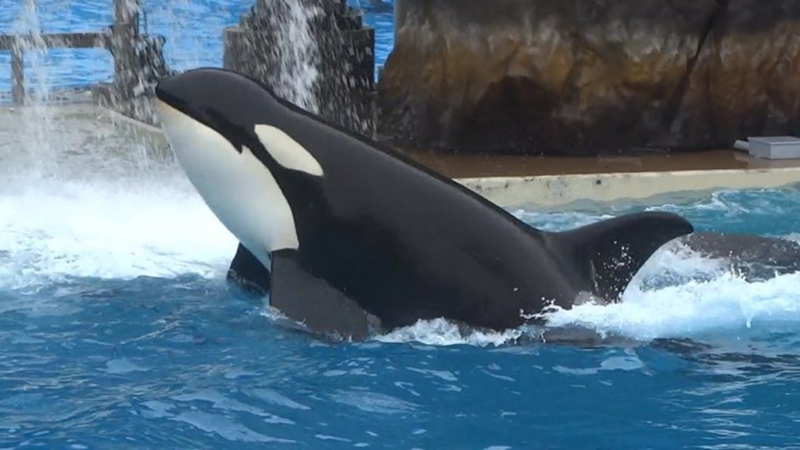 EEUU: Muerte de orca en popular acuario de California provoca indignación de activistas
