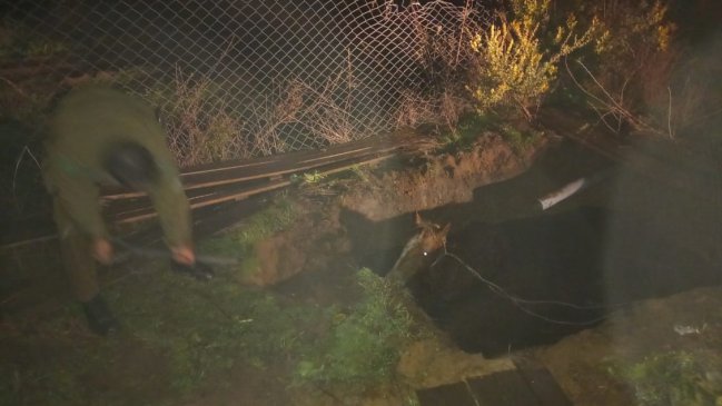 Parral: Carabineros rescató a caballo que cayó a fosa séptica