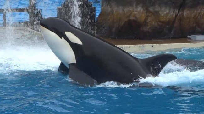 EEUU: Muerte de orca en popular acuario de California provoca indignación de activistas