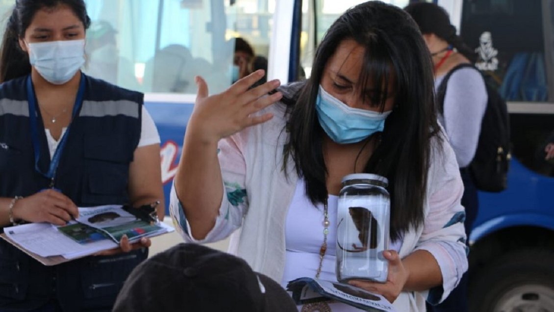 Niño de 10 años es el cuarto caso confirmado de virus Hanta en La Araucanía