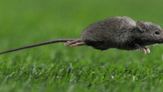 Menor de 10 años contagiado con Hanta en Carahue sigue en estado grave