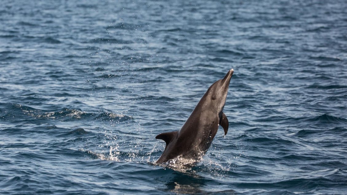 Chile impulsa acuerdo en defensa de la biodiversidad en alta mar: 