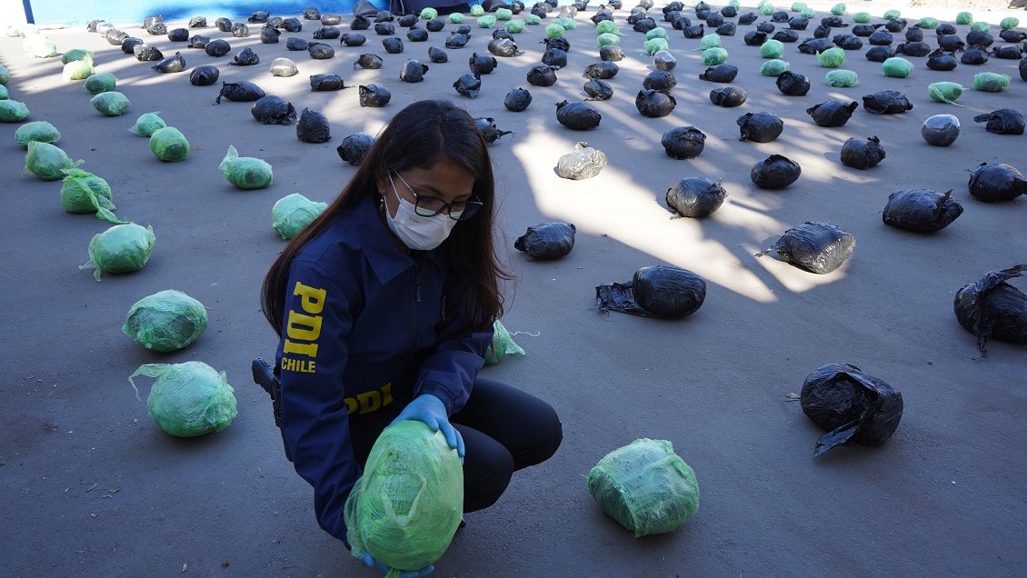 PDI encontró 269 kilos de marihuana enterrados en fosa séptica en Punitaqui