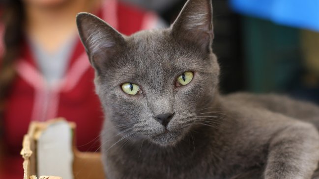 Odecu califica como deficiente la norma que regula la calidad del alimento para gatos