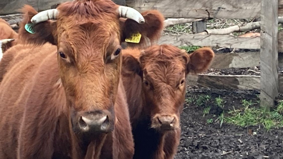 Comenzó temporada de abigeato: Un detenido en Aysén por robo de vacunos Angus