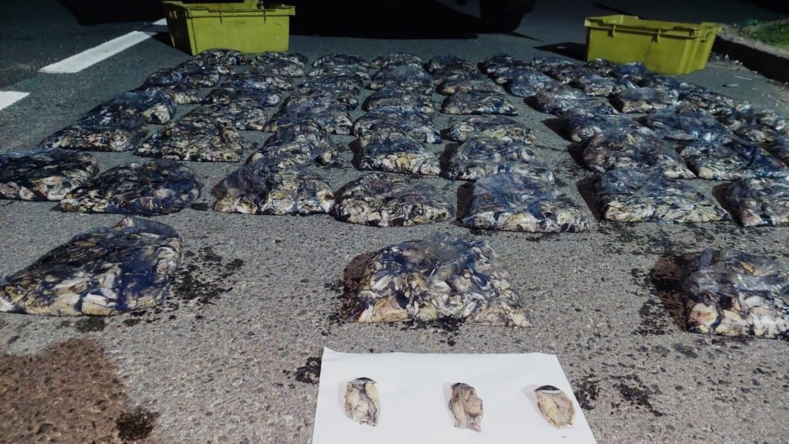 Más de 4.500 locos fueron incautados en Canela