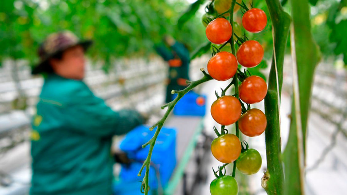 China presenta plan quinquenal para desarrollo agrícola ecológico