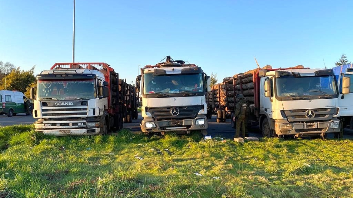 Carabineros incautó cinco camiones con madera robada en La Araucanía