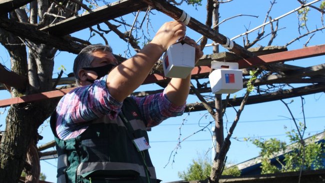 Traspasan cerca de 1.600 millones para controlar plagas que atacan cultivos frutales en Ñuble