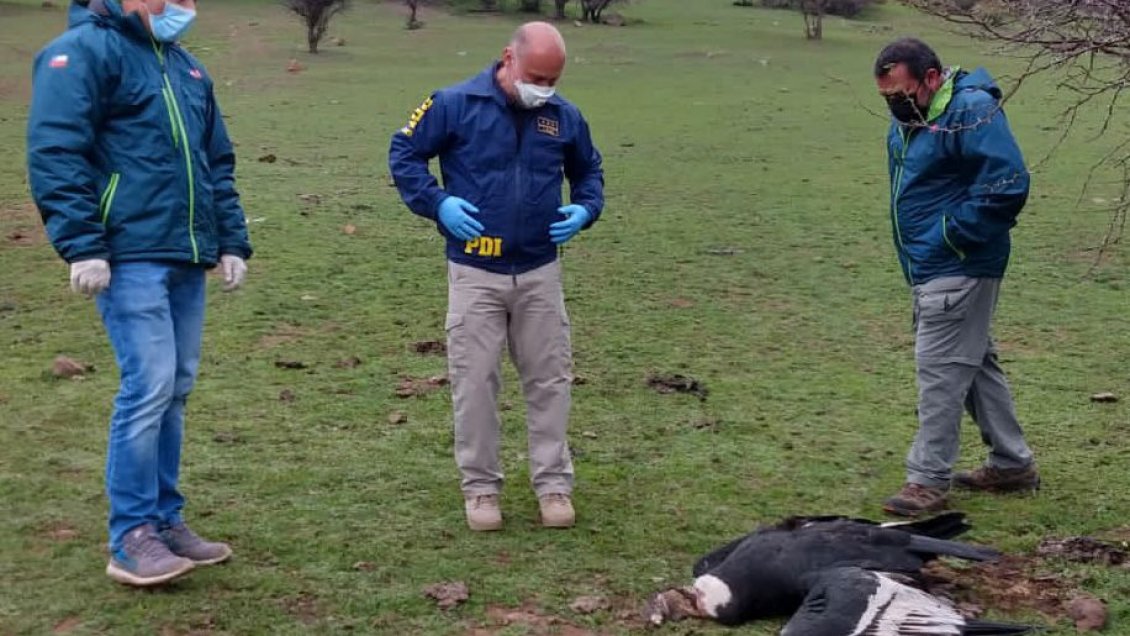 PDI y SAG indagan muerte de cóndores en San Fernando