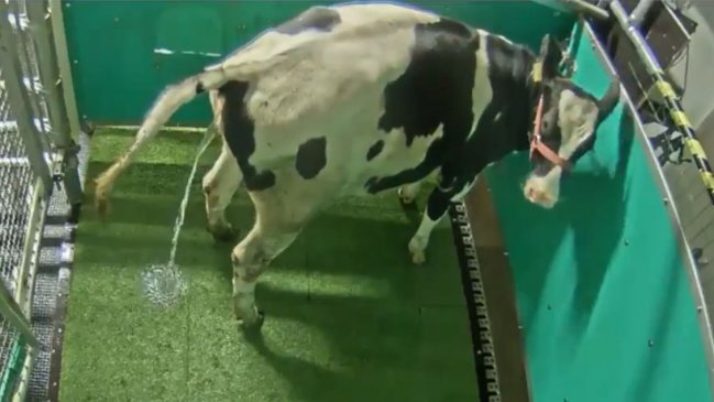 Enseñan a las vacas a ir al baño para reducir la contaminación por amoníaco