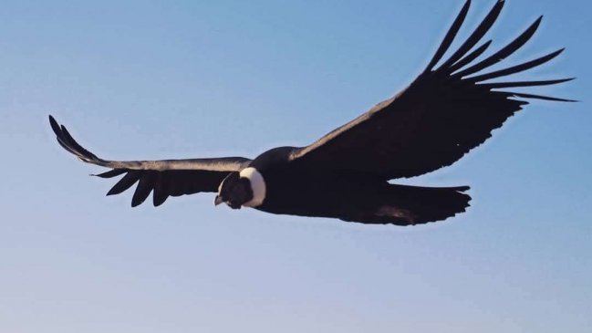 Consumo de plástico provocó muerte de cóndor en la comuna de Cochrane