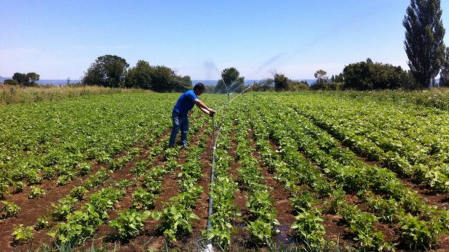 O'Higgins: Gobierno Regional aprobó fondos para entregar ayuda a pequeños agricultores afectados por la sequía