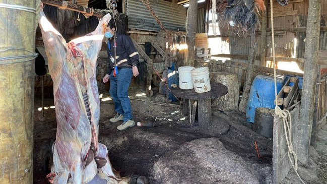 Detectan insalubre matadero clandestino en Quilpué: Hombre que faenaba a un chancho fue detenido