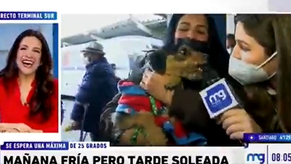 Chascarro en Mucho Gusto: Notera intentó entrevistar a perrito, pero casi la mordió