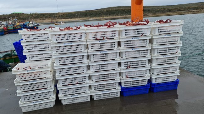 Magallanes: Sernapesca devuelve 490 kilos de centolla viva al mar en Porvenir