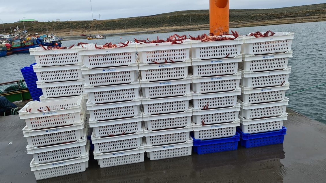 Magallanes: Sernapesca devuelve 490 kilos de centolla viva al mar en Porvenir