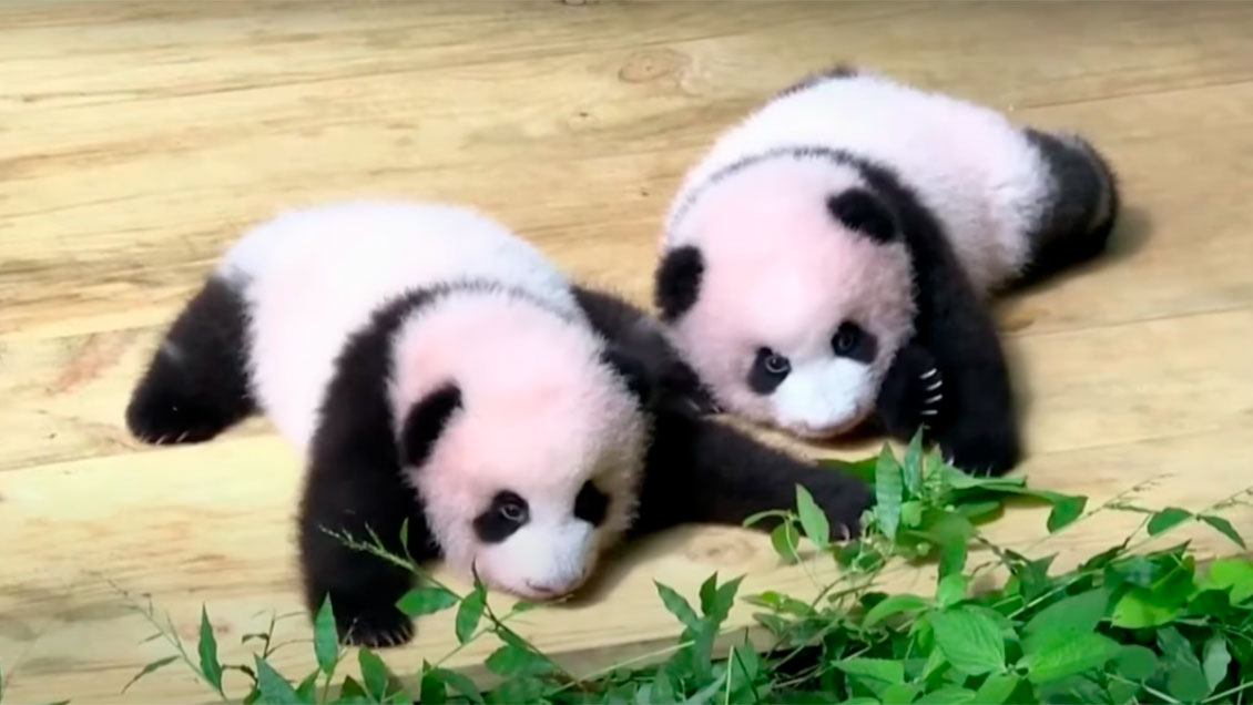 Zoológico presentó en sociedad a dos pandas cachorros