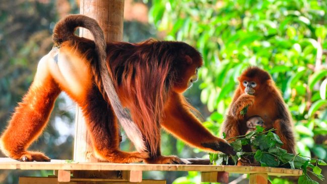 China realiza estudio sobre población de rara especie de mono dorado