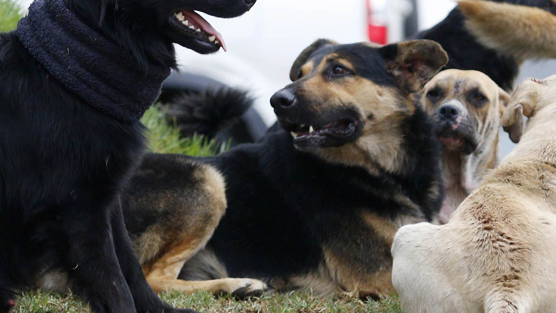Acusan matanza de una decena de perritos en Hualpén