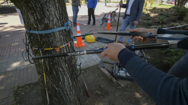 Municipio de Chillán realizará estudio para ver estado de árboles en plazas de la ciudad