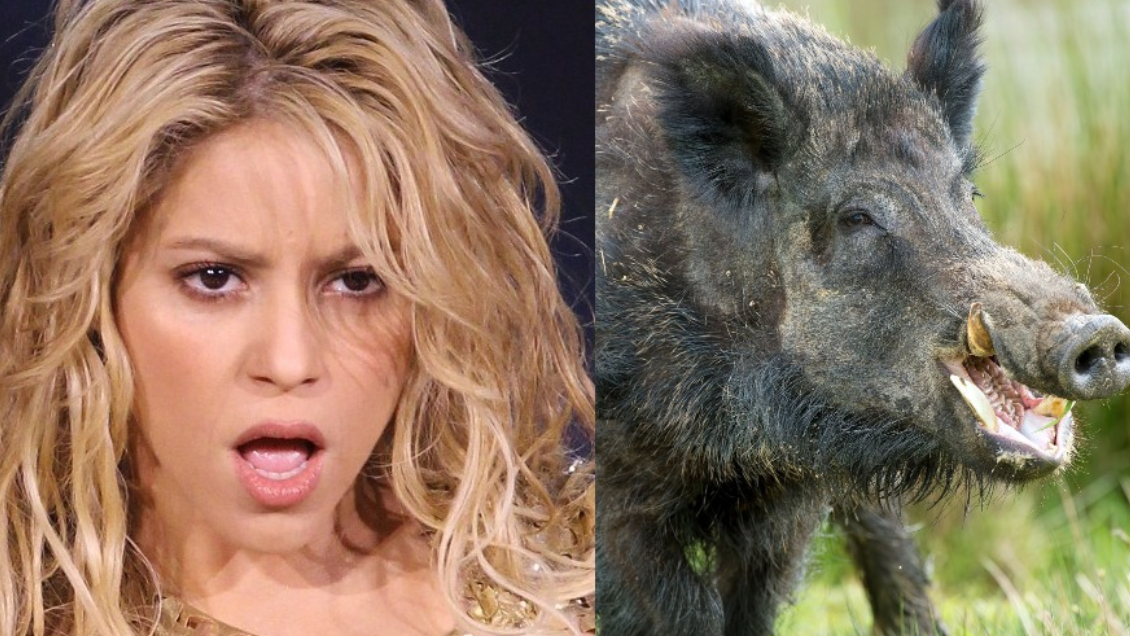 Shakira fue atacada por jabalíes durante sus vacaciones en Europa