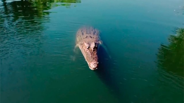 [Video] Australia: Crocodile shot down a drone that was recording it