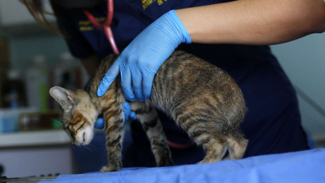 Diputado propone seguro para mascotas, asociado a cotización de Fonasa