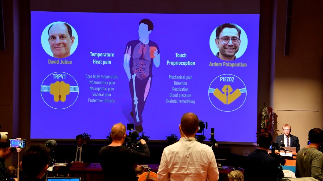 Nobel para los descubridores de los receptores de la temperatura y el tacto