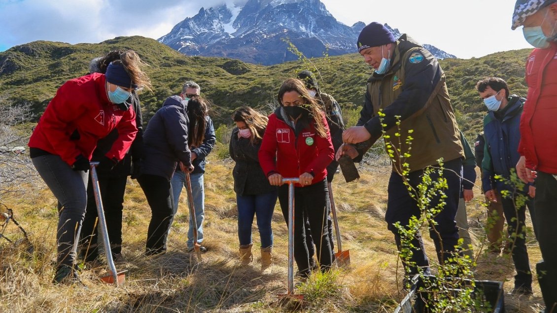 Un millón de árboles reforestados en Torres del Paine a 10 años del