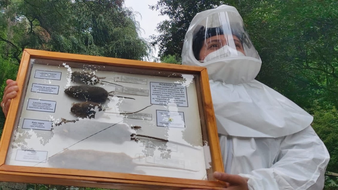 Tercer caso confirmado de hanta en el Biobío está conectado a ventilación extracorpórea