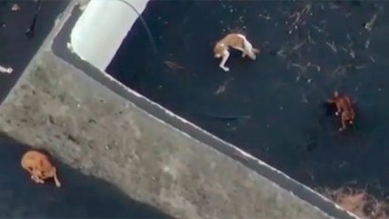 Dron lleva comida y agua a perritos atrapados por la lava de volcán en La Palma