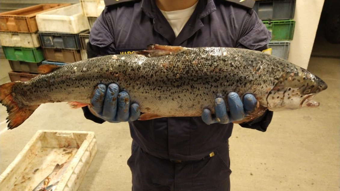Dos detenidos en Quellón mientras desembarcaban nueve toneladas de salmones robados en Aysén