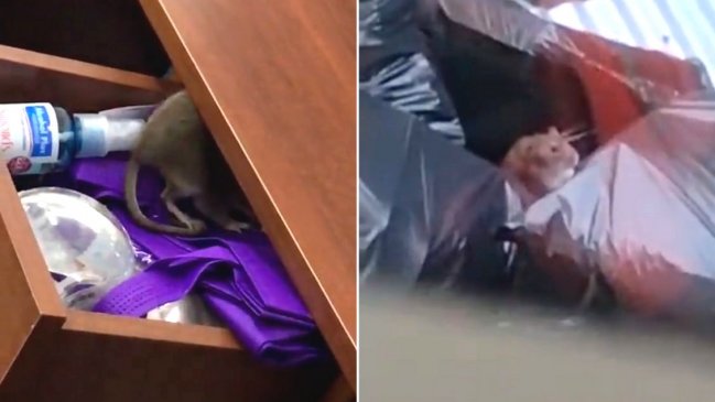 Desratización de Centro de Trazabilidad intoxicó a 15 trabajadores: Hay nueve con licencia